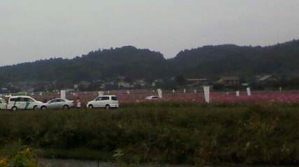 kosumosu.jpg
